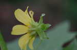 Hairy leafcup